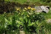 32 Genziana maggiore (Gentiana lutea)